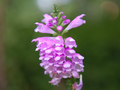 Flowers raise so many questions that are hard to answer.  How and why is this one shaped this way?