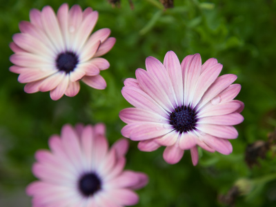 And why are THESE flowers shaped THIS way?