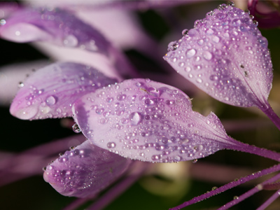 Saturday morning at Wegerzyn Garden.