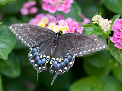 There were hummingbirds flying about, but I had to settle for taking pictures of the slightly less active butterflies.