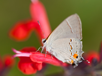 A student in my photography workshop this morning said, `Your pictures have such nice soft, green backgrounds.`  When I told her how much my lens cost, SHE turned green.