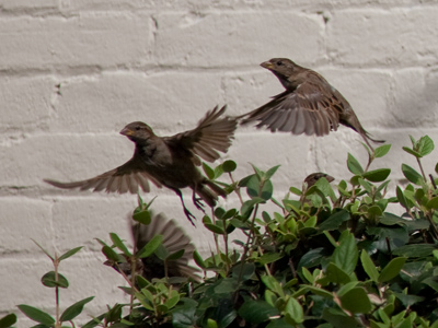 Four and twenty blackbirds baked in a bush.