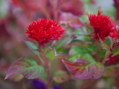 Found roaming through a garden?  No, found on the sidewalk inside a planter that used to be a garbage can.