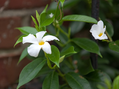 Another sidewalk flower.