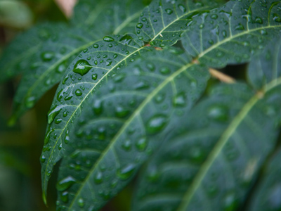 Southwestern Ohio rain forest.
