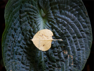 Leaf on leaf, exactly as I found them.