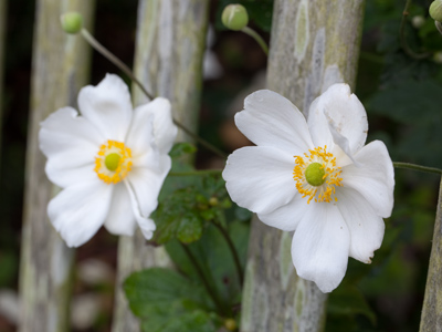 Did you see that movie `A Place in the Sun`?