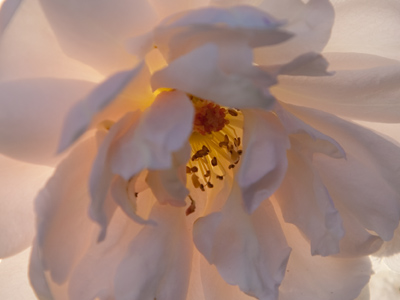 Sunlight filtered by layers of flower petals.