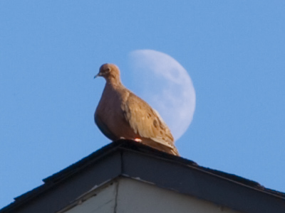Moonbird.