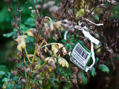 Finally, nature gets itself organized.