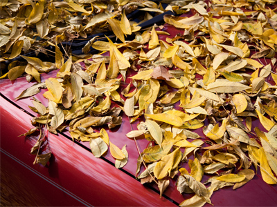 Who`s going to rake my car?