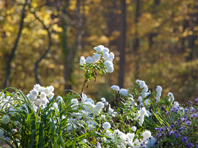 Remnants of summer in an autumn landscape.