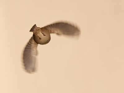 I never knew birds in flight retracted their landing gear.