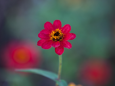 A butterfly was nearby, but declined to be photographed.