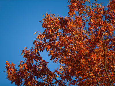 Prelude to bare branches and gray skies.