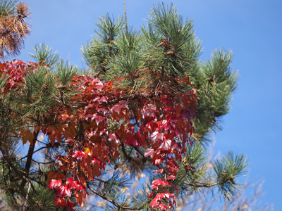 An evergreen tree with leaves.