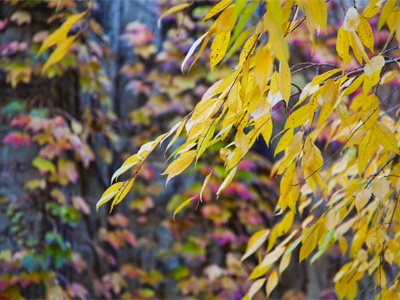 I had time to take a walk around the neighborhood during my lunch break.