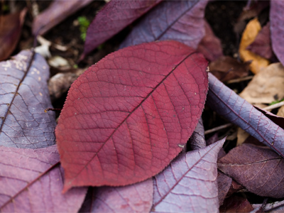 Maroon leaf marooned.