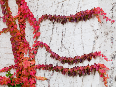 Another fall wall (see October 30, 2011).