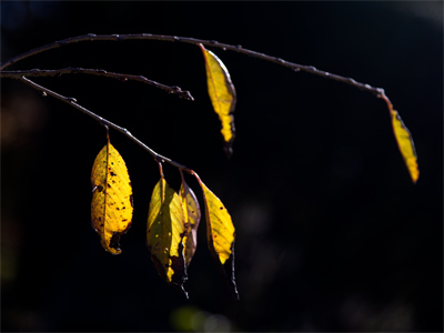 That time of year thou mayst in me behold When yellow leaves, or none, or few, do hang Upon those boughs which shake against the cold, Bare ruin`d choirs, where late the sweet birds sang. WILLIAM SHAKESPEARE