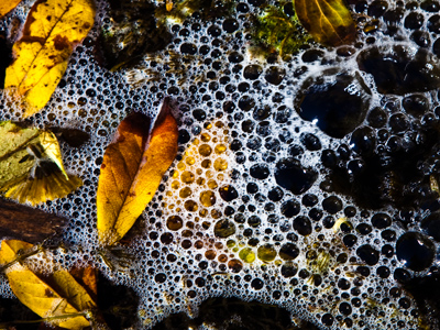 I had the quotes from Shakespeare and Dickinson (see November 2 above) in my mind while I shot the photos.  Dunbar`s line came to me later that night as I was reading.