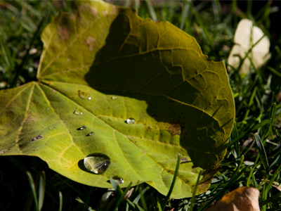 Splendor in the grass.