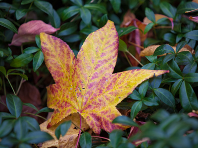 Documenting the change of seasons, one leaf at a time.