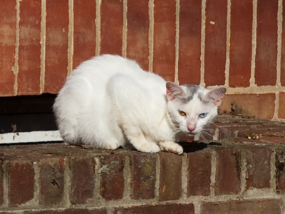 Any cat annoys me.  A heterochromatic cat frightens me.