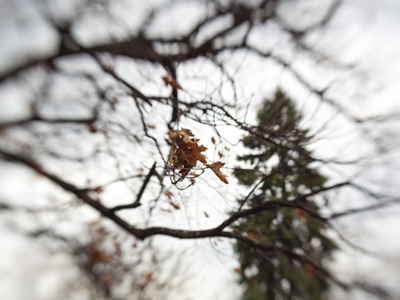 This photograph is successful at visualizing November.  Maybe I shouldn`t even mention that it was sixty degrees.