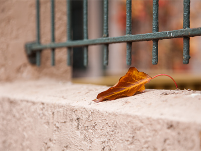 I shot many single leaves today, and this one was the best.