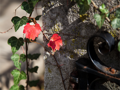 This is the extent of my nature photography today.