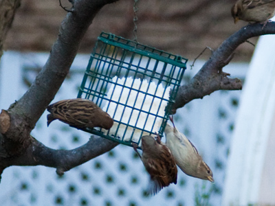 Don`t worry, it`s the low-fat kind.