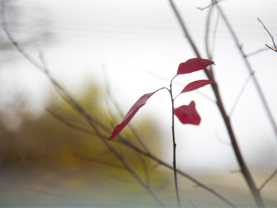 Thanksgiving aftermath.