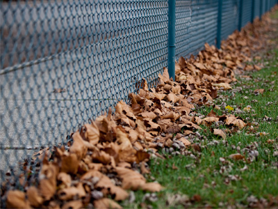 In Ohio during November, flower gardens sprout cabbage.