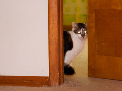 Unfortunately, the cats weren`t feeling photogenic.