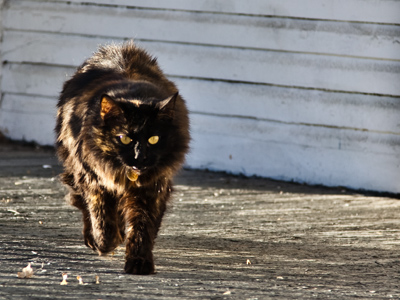 Something wicked this way comes.  WILLIAM SHAKESPEARE