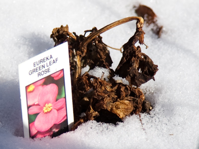 Memory is the ability to gather roses in the winter.