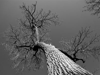 Okay, now you know there`s a tree nearby.