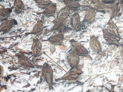 Today I stayed inside my nest and shot out the window.