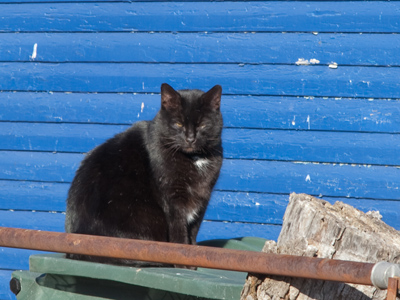 On a day like this, a fur coat is a good idea.