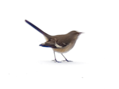 The cardinal I was stalking flew away, but mockingbirds are more self-assured.