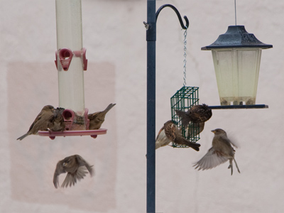 `Cold cereal AGAIN?!`