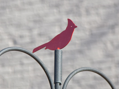 Cardinals usually fly away when I get this close.