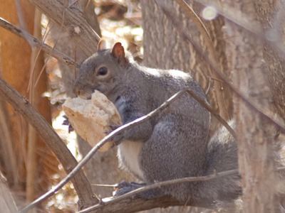 Yet another squirrel with special dietary requirements (see November 6, 2011).