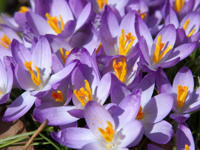 More to come.  This evening an insect flew past my face and I vaguely wondered, `Uhmm, shouldn`t you be dead?`