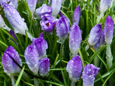 Yesterday`s sunbathing flowers took a real bath today.