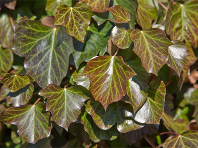 A small part of the complex system that keeps you alive.