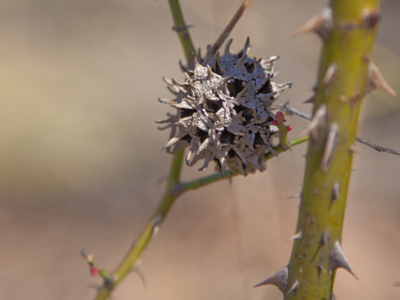 One day, when I`m long dead, some sympathetic curator will publish a critical analysis of my photographic oeuvre.