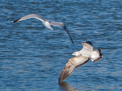 Due to their small brains, these birds are very gullible.
