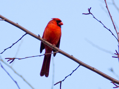 The battle for mates and nesting space has begun.